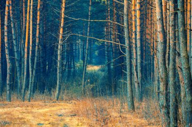 Çam ormanları sonbaharda. Vahşi hayat.