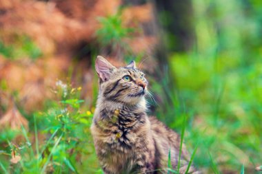 Yaz aylarında çim yürüyen bir kedi portresi