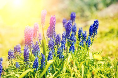 Günbatımında bir bahçede sümbül çiçek