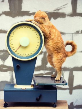 Ölçekler üzerinde duran kedi. Tartmak denetim kedi. Sağlıklı vücut ağırlığı