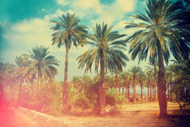 Tropic palmiye ağaçları günbatımı gökyüzü karşı bir dizi. Derin palmiye ağaçları silüeti. Tropic akşam peyzaj.