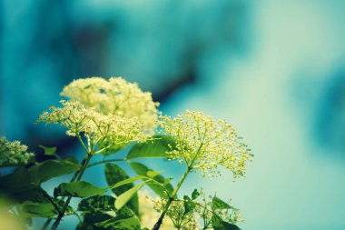 Mavi gökyüzü karşı yaşlı (Sambucus) çiçek çiçek