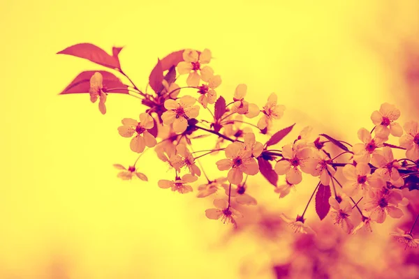 Vintage Blossoming Orchard Branches Cherry Flowers Sunset Orange Sky — Stock Photo, Image