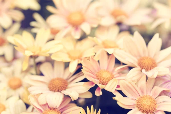 Natürliche Jahrgang Chrysanthemen Blumen Hintergrund — Stockfoto