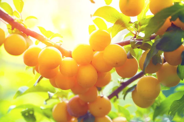 Větev Mirabelek Sadu Hojnost Ovocných Plodin — Stock fotografie