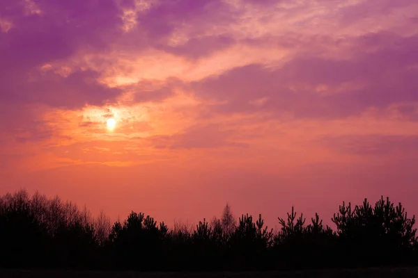 Pinkki Auringonlasku Metsän Yllä Iltaluonto Erämaa — kuvapankkivalokuva