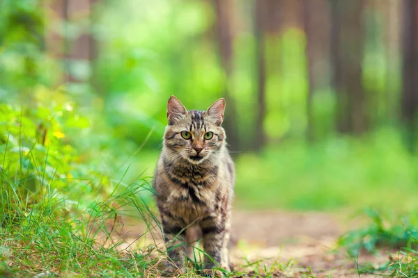 Yaz Aylarında Ormanda Yürüyüş Kedi — Stok fotoğraf