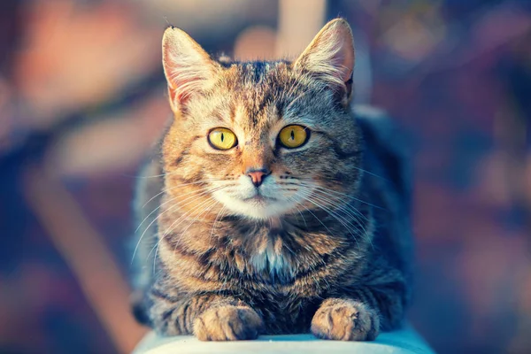 Portrét Kočka Ležící Venkovní Zahradě — Stock fotografie