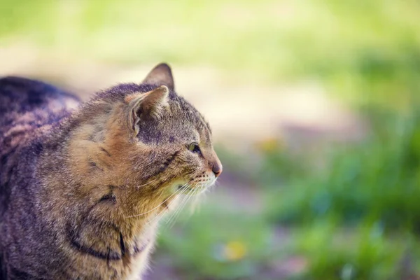 Portrait Cat Walking Outdoor Grass Summer — Stock Photo, Image