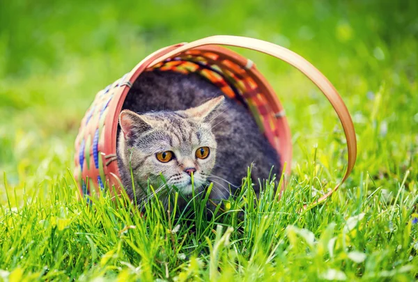 Yaz Aylarında Çim Sahada Bir Sepet Içinde Oturan Bir Kedi — Stok fotoğraf