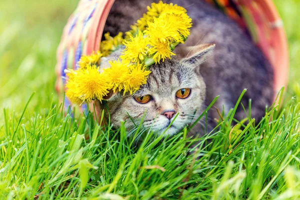 Portrait Cat Sitting Basket Grass Crowned Dandelion Chaplet Summer — Stock Photo, Image