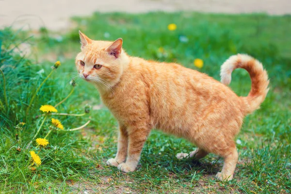 Gato Caminando Aire Libre Sobre Una Hierba — Foto de Stock