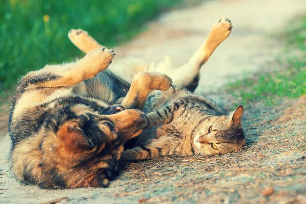 Hond Kat Beste Vrienden Spelen Samen Buiten Liggend Rug Samen — Stockfoto