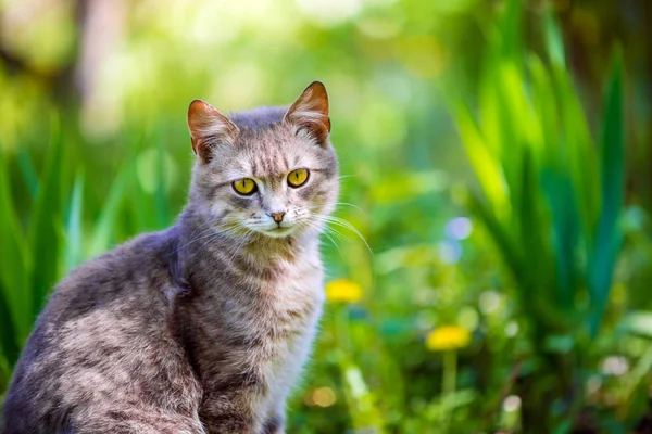 Portrét Kočky Sedící Venkovní Zahradě Jaře — Stock fotografie