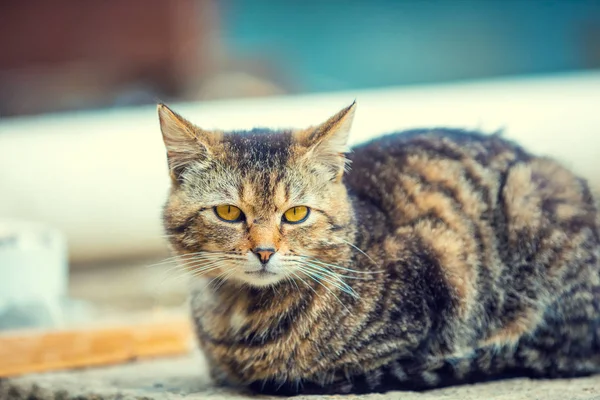 Portrait Cat Lying Outdoor Yard — Stock Photo, Image