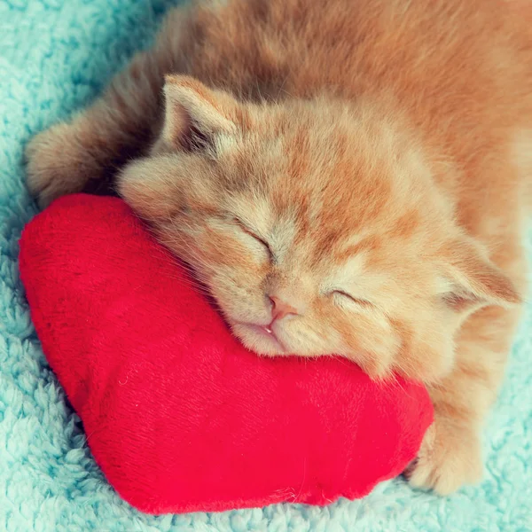 Kırmızı Kalp Şeklinde Yastık Üzerinde Uyuyan Kedicik — Stok fotoğraf