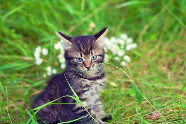 Kleine Kitten Zitten Het Gras Zomer — Stockfoto