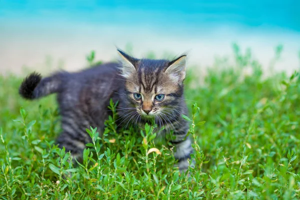 Little Kitten Walking Grass Summer — Stock Photo, Image