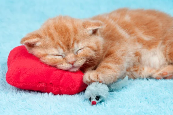 Kleines Kätzchen Schläft Auf Dem Roten Herzkissen — Stockfoto
