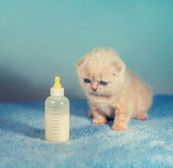 Pequeño Gatito Sentado Cerca Botella Leche —  Fotos de Stock