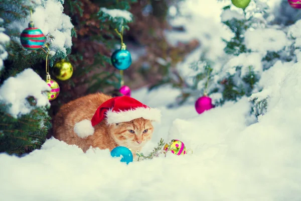 Rode Kitten Dragen Kerstmuts Zitten Buiten Sneeuw Buurt Van Spar — Stockfoto