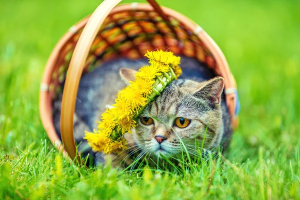 Portrait Cat Sitting Basket Grass Crowned Dandelion Chaplet Summer — Stock Photo, Image