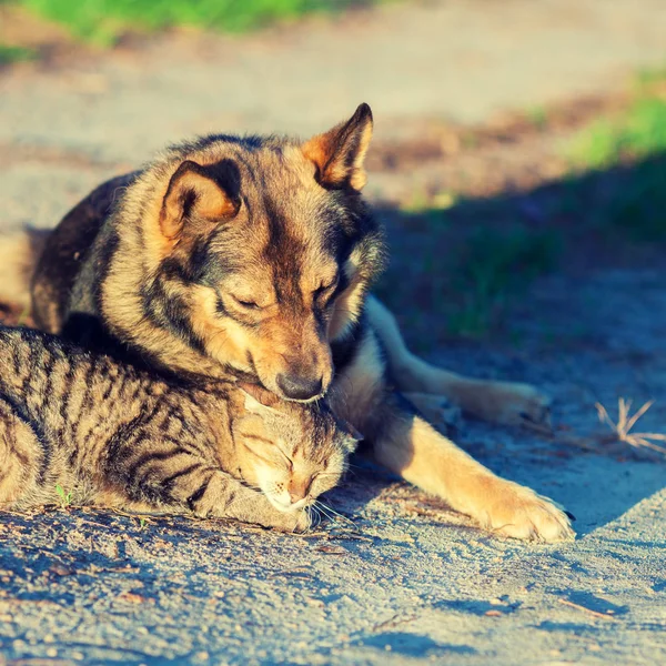 Dog Cat Best Friends Playing Together Outdoor Cat Dog Lie — Stock Photo, Image