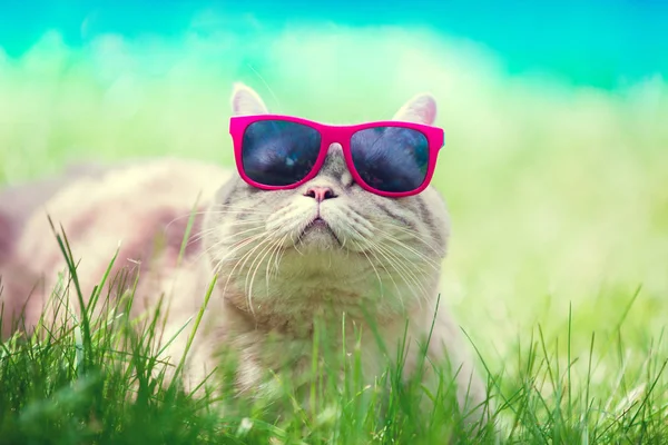 Gato Con Gafas Sol Tumbado Una Hierba Día Soleado Gato —  Fotos de Stock