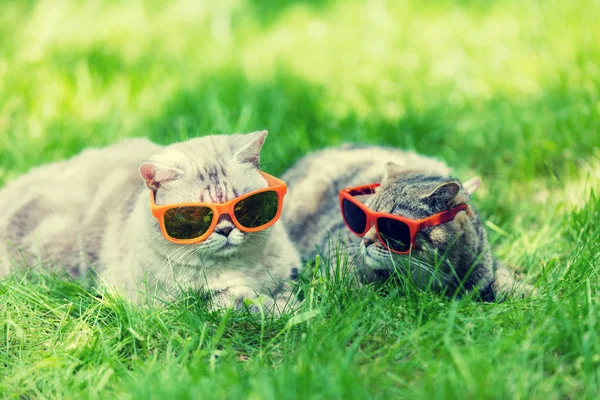 Dos Gatos Con Gafas Sol Tumbados Una Hierba Día Soleado —  Fotos de Stock