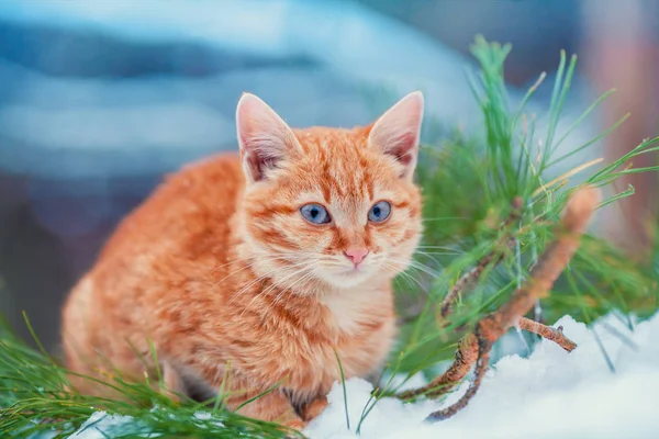 Malé Kotě Relaxační Borovém Lese Větvi Zimě — Stock fotografie