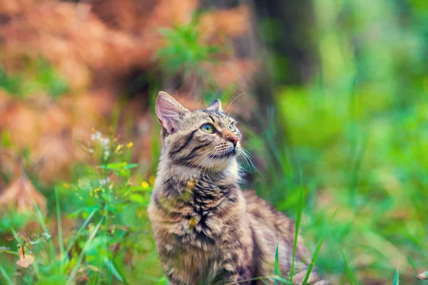 Ritratto Gatto Che Cammina Sull Erba Estate — Foto Stock