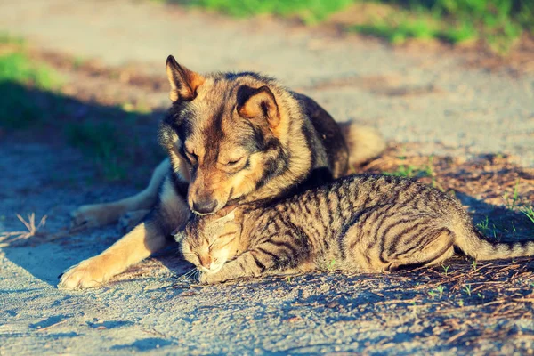 狗和猫最好的朋友一起在户外玩耍 猫和狗在院子里躺在一起 — 图库照片