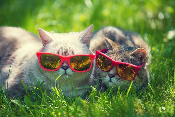 つの晴れた日に草の身に着けているサングラスの産むを猫します — ストック写真