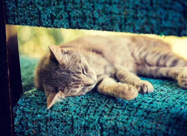 Gato Dormindo Serenamente Uma Cadeira — Fotografia de Stock