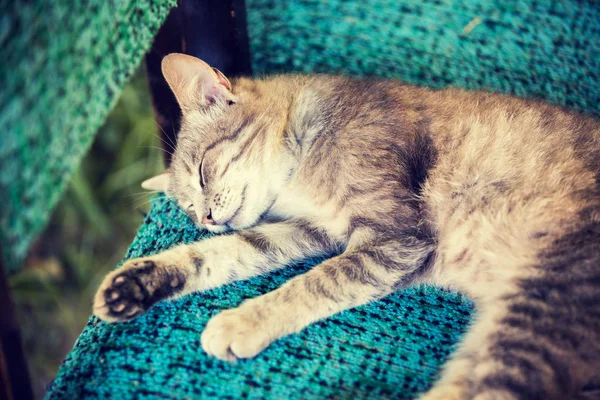 Gato Dormindo Serenamente Uma Cadeira — Fotografia de Stock