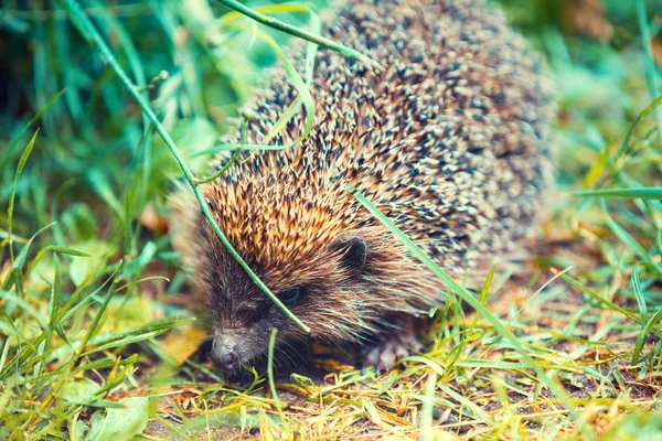 Hedgehog Walking Grass — Stock Photo, Image