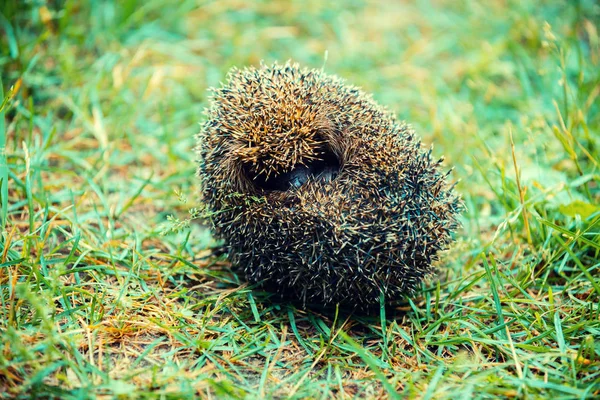 Rolled in a ball hedgehog is on the grass