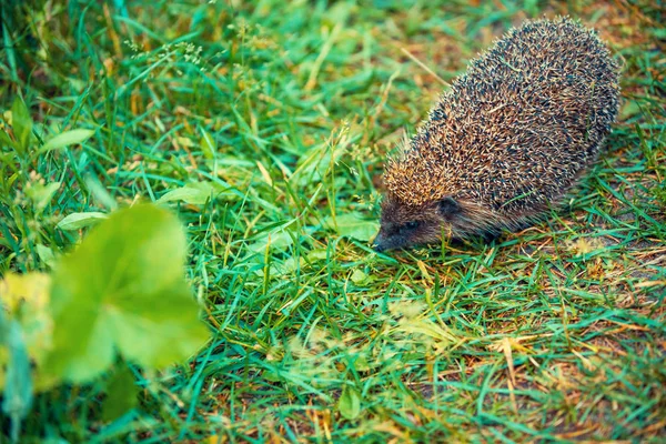 Hedgehog Walking Grass — Stock Photo, Image