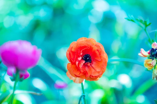 自然花背景 春の庭のケシの赤い花 — ストック写真