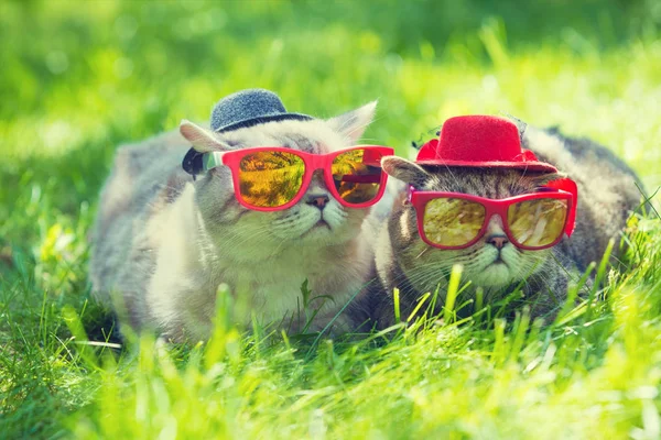 Dos Gatos Con Gafas Sol Sombreros Yace Una Hierba Día —  Fotos de Stock