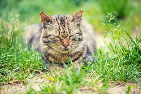 Gato Siberiano Sentado Jardín Sobre Hierba Verano — Foto de Stock