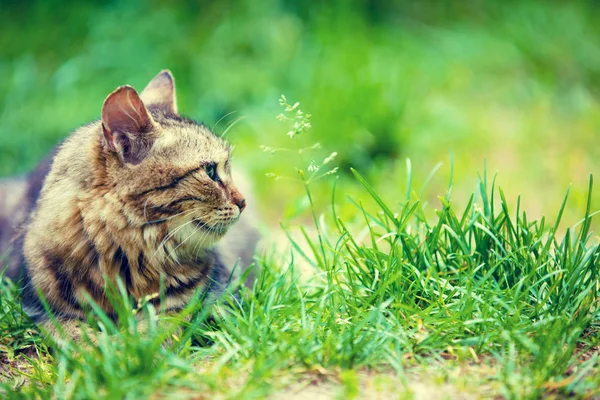 Gato Siberiano Sentado Jardim Grama Verão — Fotografia de Stock