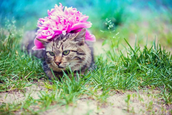 Симпатичная Сибирская Кошка Цветком Пиона Голове Лежащей Летом Открытом Воздухе — стоковое фото