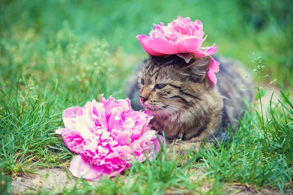 Söt Sibirisk Katt Med Pion Blomma Huvud Ligga Utomhus Gräs — Stockfoto