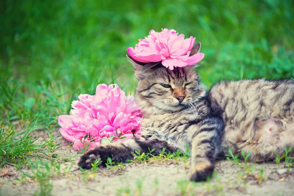 Cute Siberian Cat Peony Flower Head Lying Outdoor Grass Summer — Stock Photo, Image