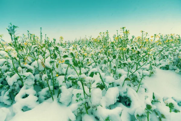 Campo Florescente Estupro Coberto Neve Condições Meteorológicas Desfavoráveis — Fotografia de Stock