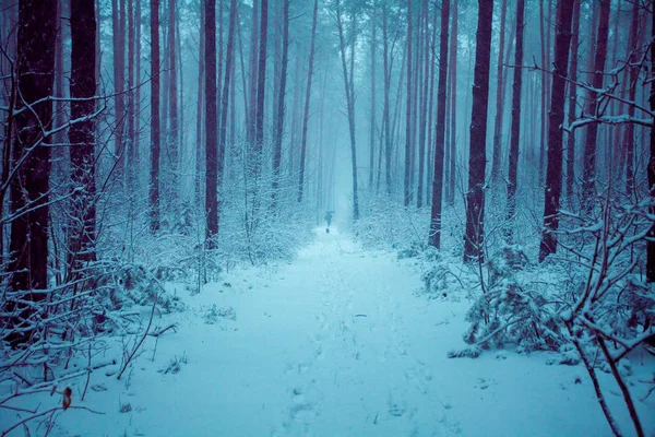 Pineta Innevata Inverno Una Bufera Neve Blu Tonica — Foto Stock