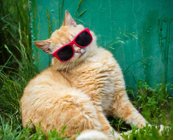 Gato Rojo Con Gafas Sol Sentado Hierba Patio —  Fotos de Stock