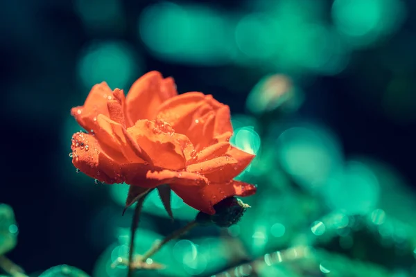 Rosa Roja Arbusto Jardín —  Fotos de Stock