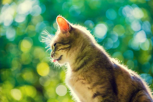 Portrét Roztomilý Kočky Sedí Venkovní Zelený Přírodní Pozadí Pohled Zdola — Stock fotografie
